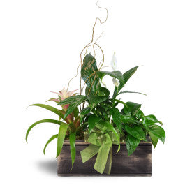 Bountiful Dish Garden