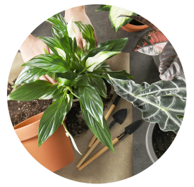 Florist's Choice Plant